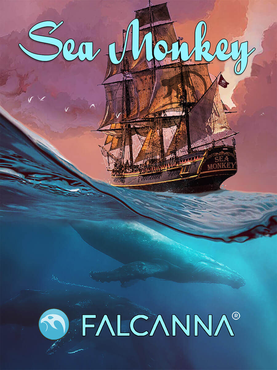 Sea Monkey